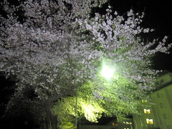 桜の木 002.jpg