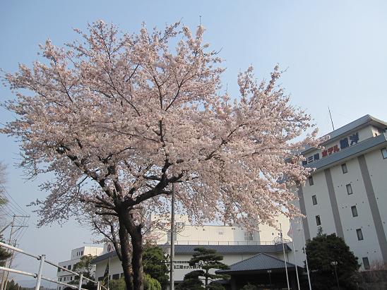 桜の木 004.jpg