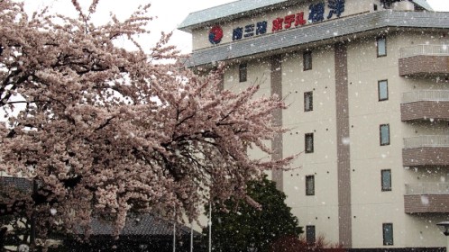 桜＆雪.jpg