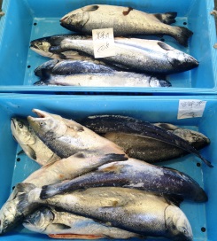 魚市場 (1).JPG