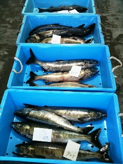 魚市場５.JPG