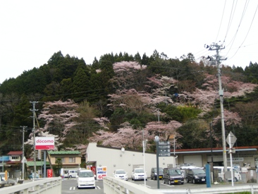 2010南三陸桜.jpg