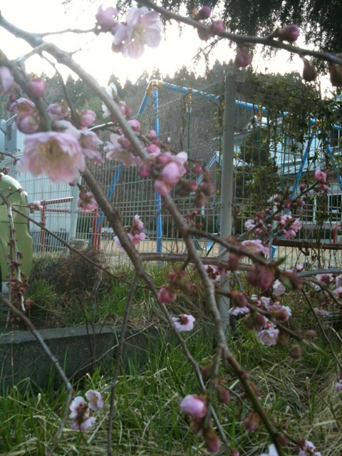 桜が咲いてましたー！写真.JPG