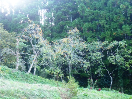 2012柿の木.JPG