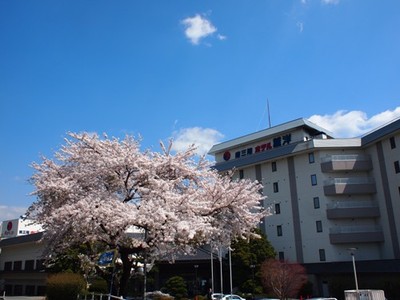 2013422桜.jpg