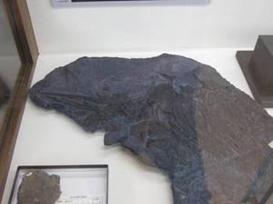 魚竜の化石.JPG