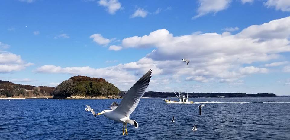 Shizugawa Bay Cruise @ Ramsar Site