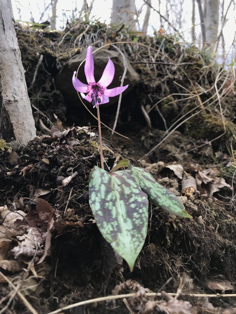 早春　海の見える命の森