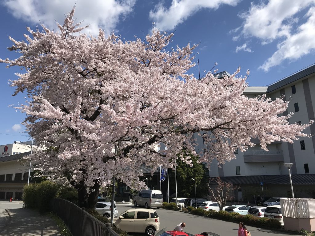 桜　さくら