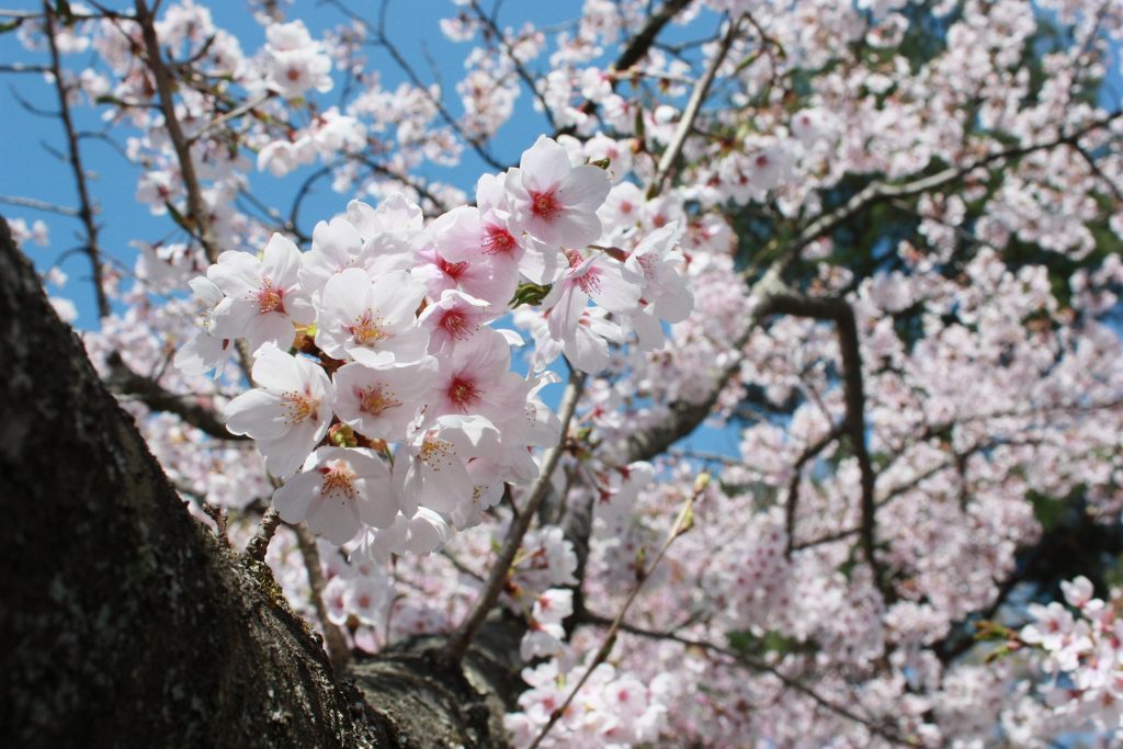 「はっと屋台村」2019年開催ッ!