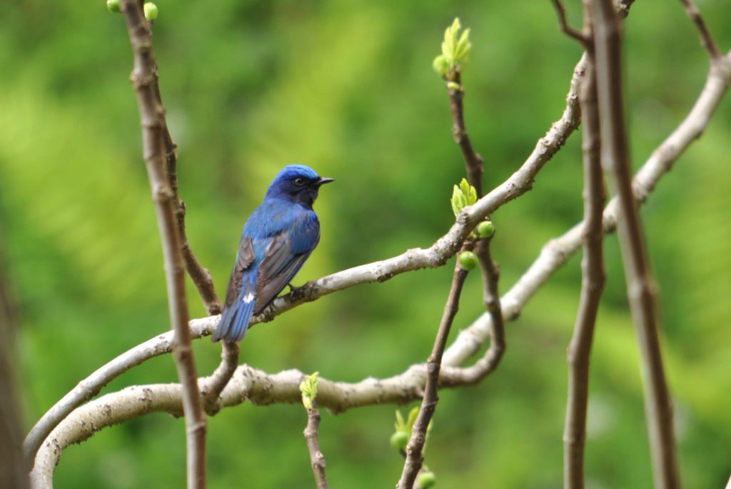 Bluebird!がやってきた!!