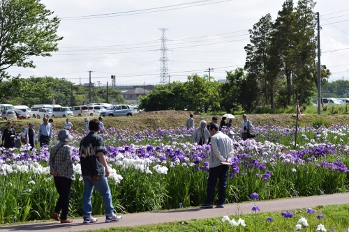 6月に咲く花～花菖蒲と紫陽花～