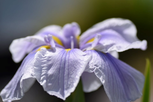 6月に咲く花 花菖蒲と紫陽花 南三陸ホテル観洋