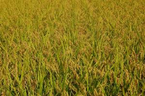 Rice Field, Time to Harvest
