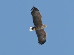 White-Tailed Eagle