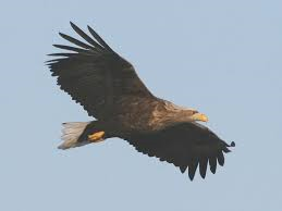 White-Tailed Eagle