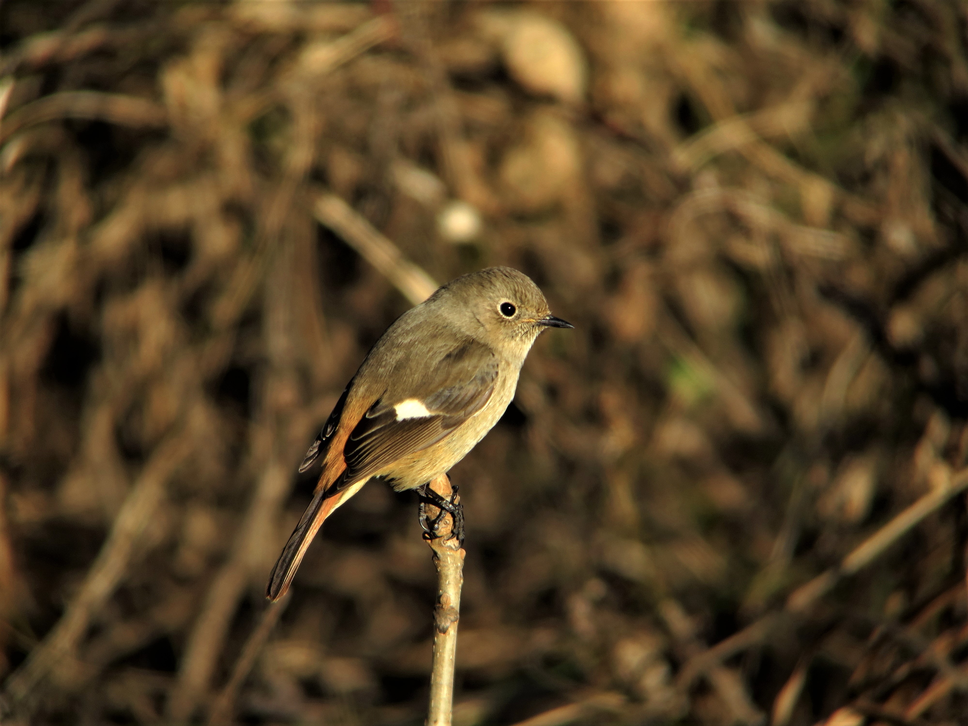 冬鳥 ジョウビタキ 南三陸ホテル観洋