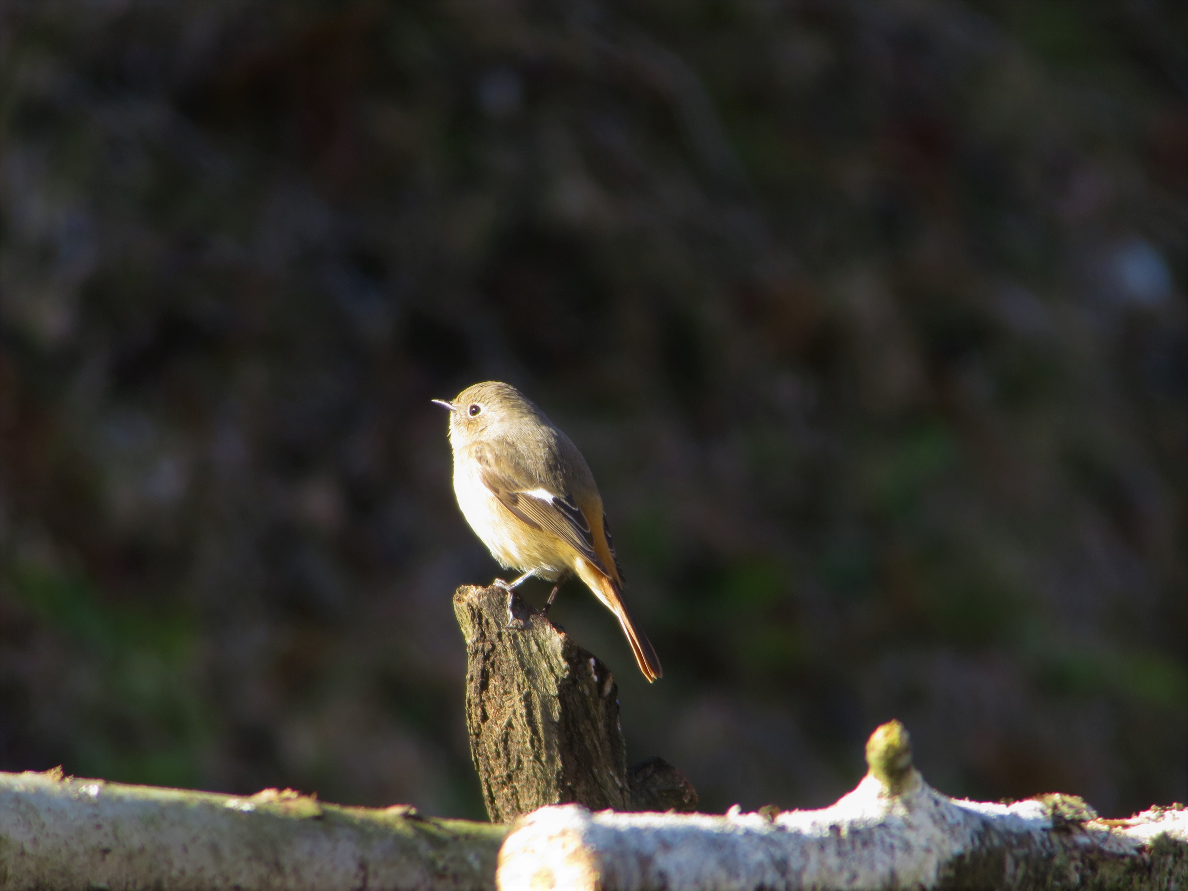 冬鳥 ジョウビタキ 南三陸ホテル観洋