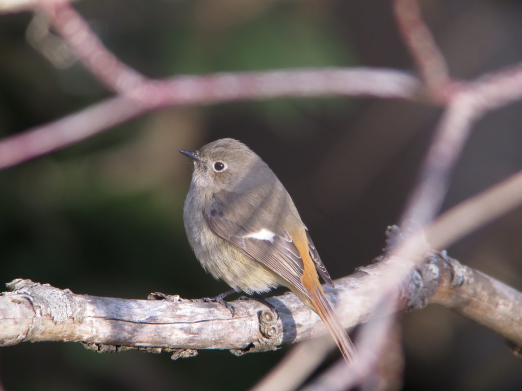 冬鳥　ジョウビタキ