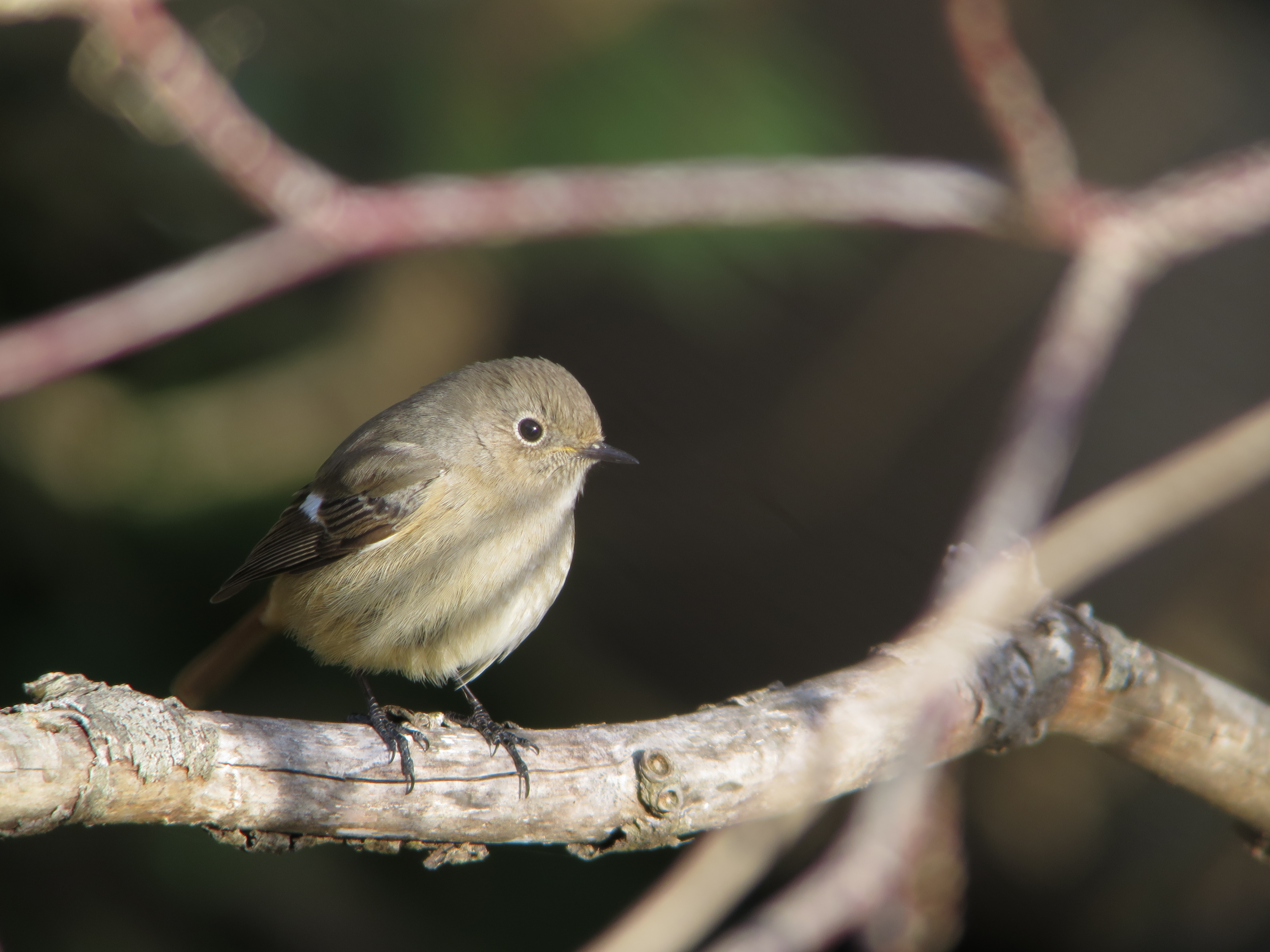 冬鳥 ジョウビタキ 南三陸ホテル観洋