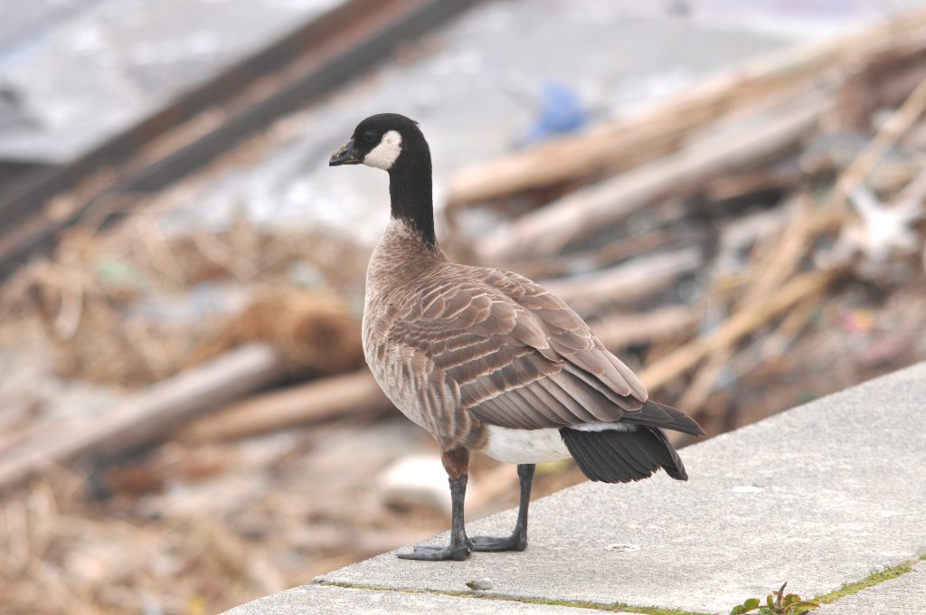 一週間後 別の珍鳥との出会い