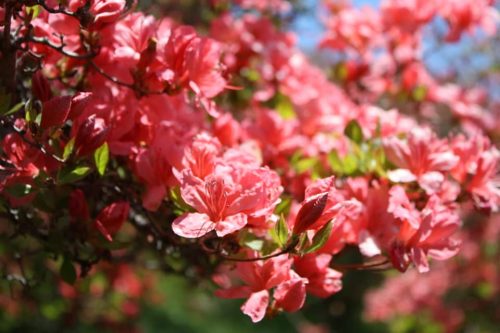 桜からバトンタッチ！