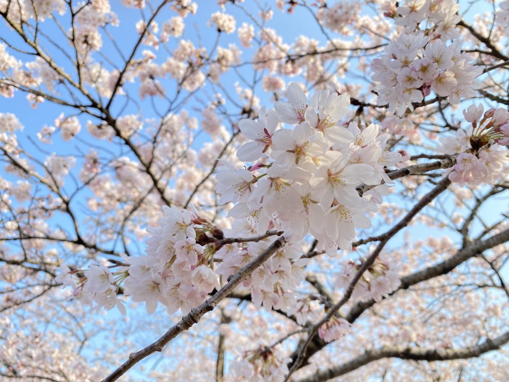 春の花言葉！