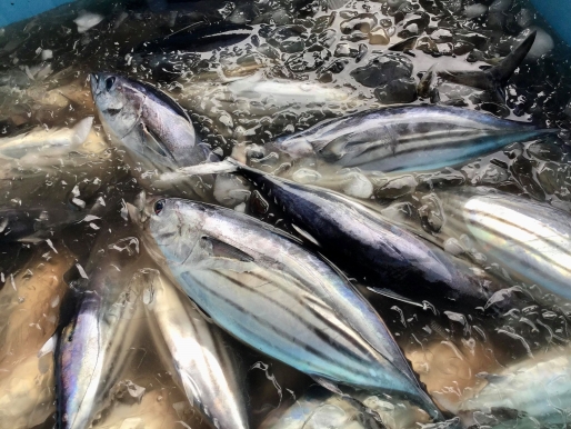 気仙沼でカツオの初水揚げ！