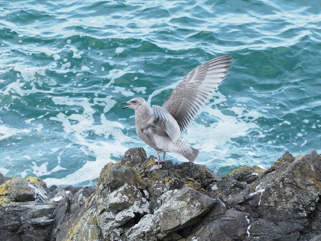 初泳ぎ初飛行