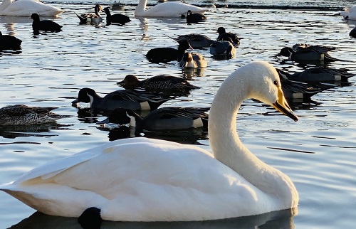 自然豊かな平筒沼ふれあい公園！