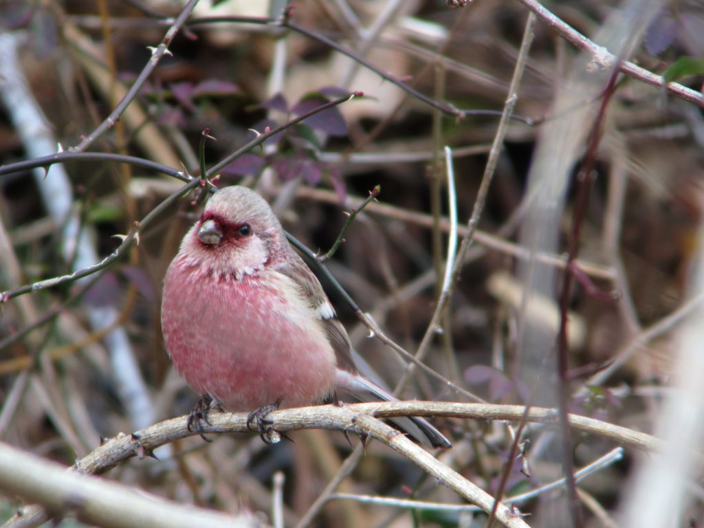 冬鳥　その２