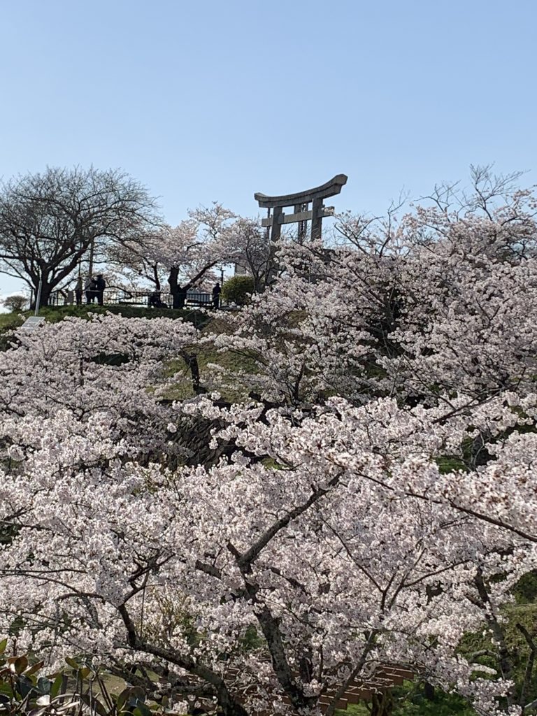 The cherry blossoms are in full bloom ！