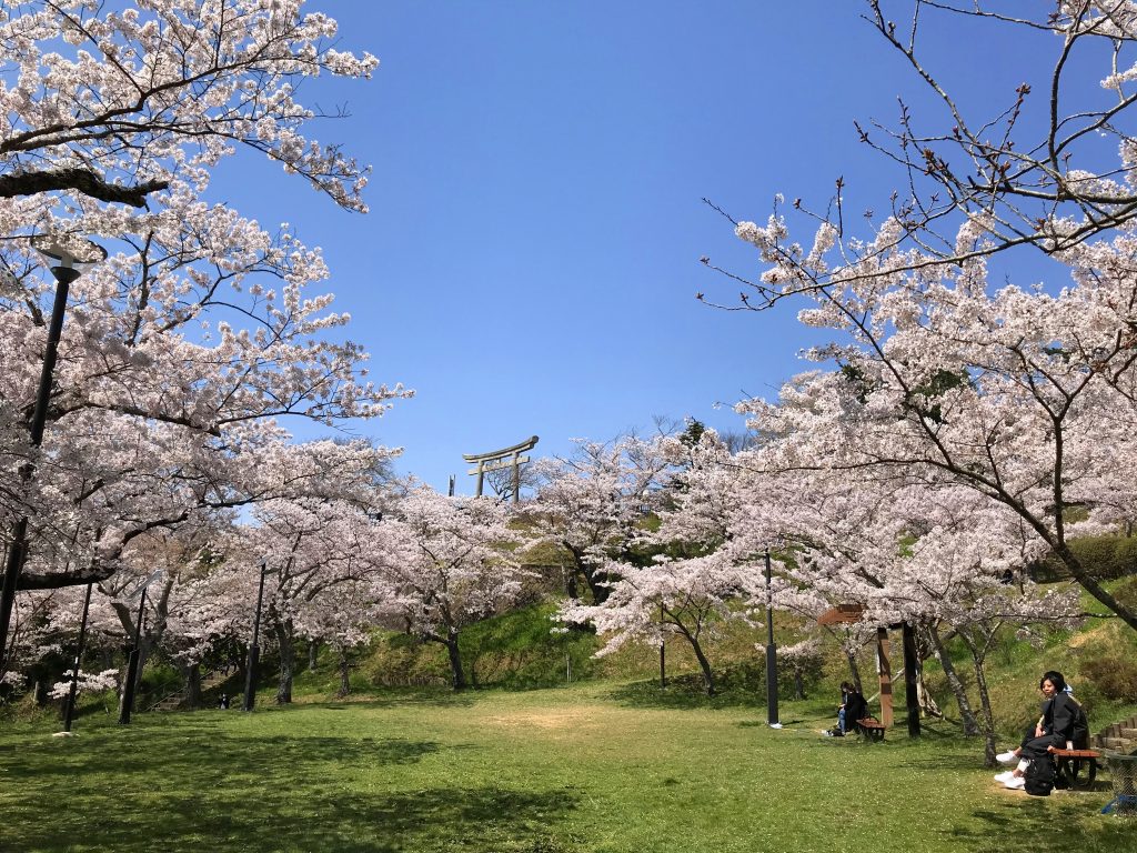 咲く桜あり