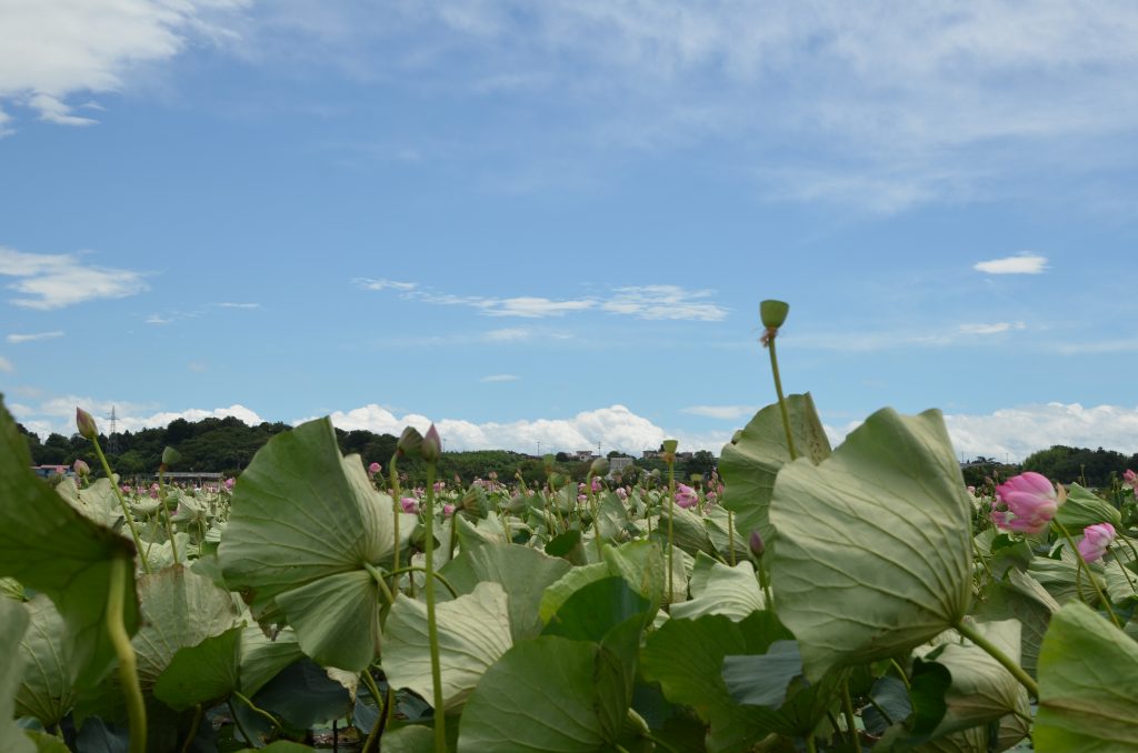 今が見頃の花と言えば…？