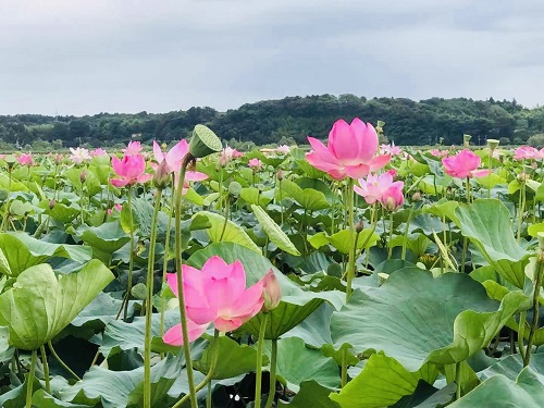 登米市長沼の蓮（ハス）は今が見ごろ！