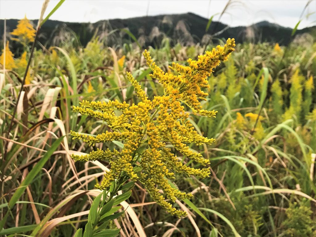 ススキ 南三陸ホテル観洋