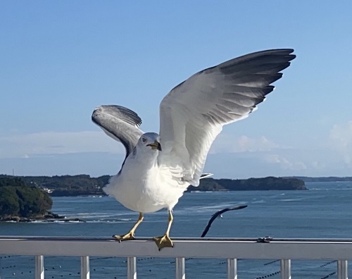 ひらひらと飛び交うウミネコ達