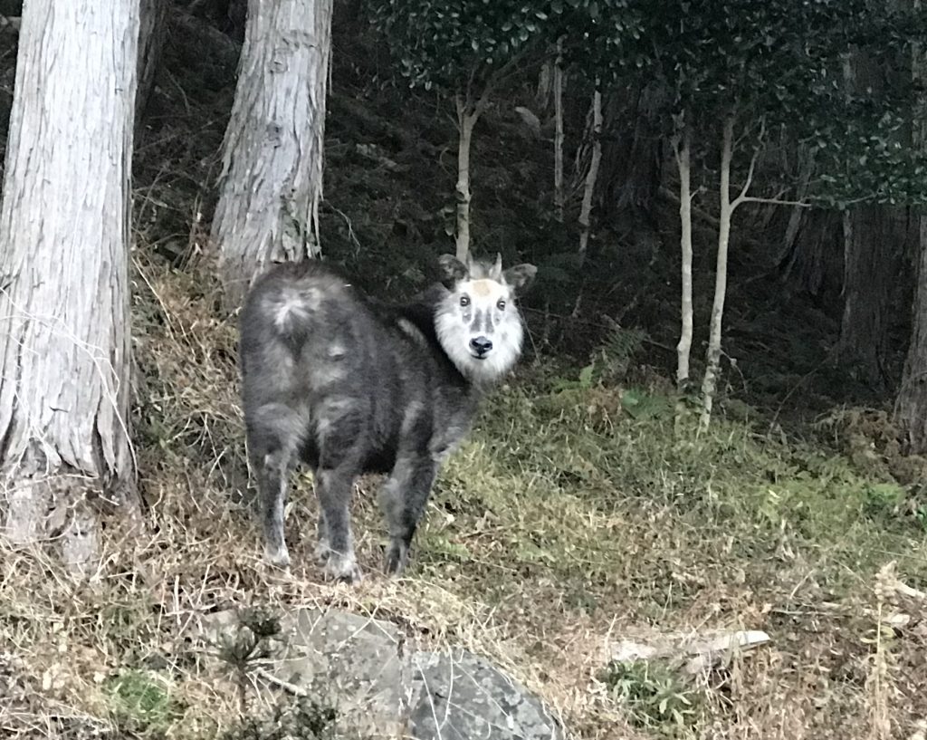 安全性確保ゆえの