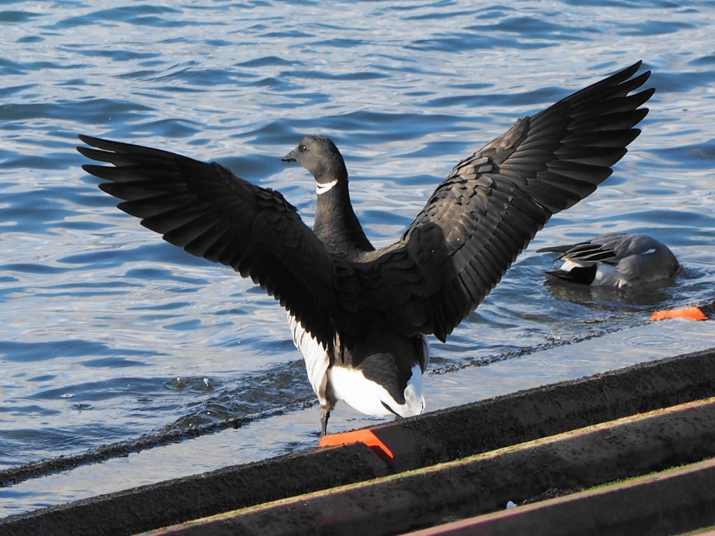 志津川湾のコクガン過去最多