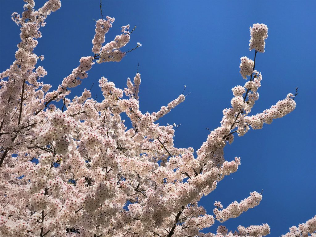 桜咲き　寿スタンバイ　