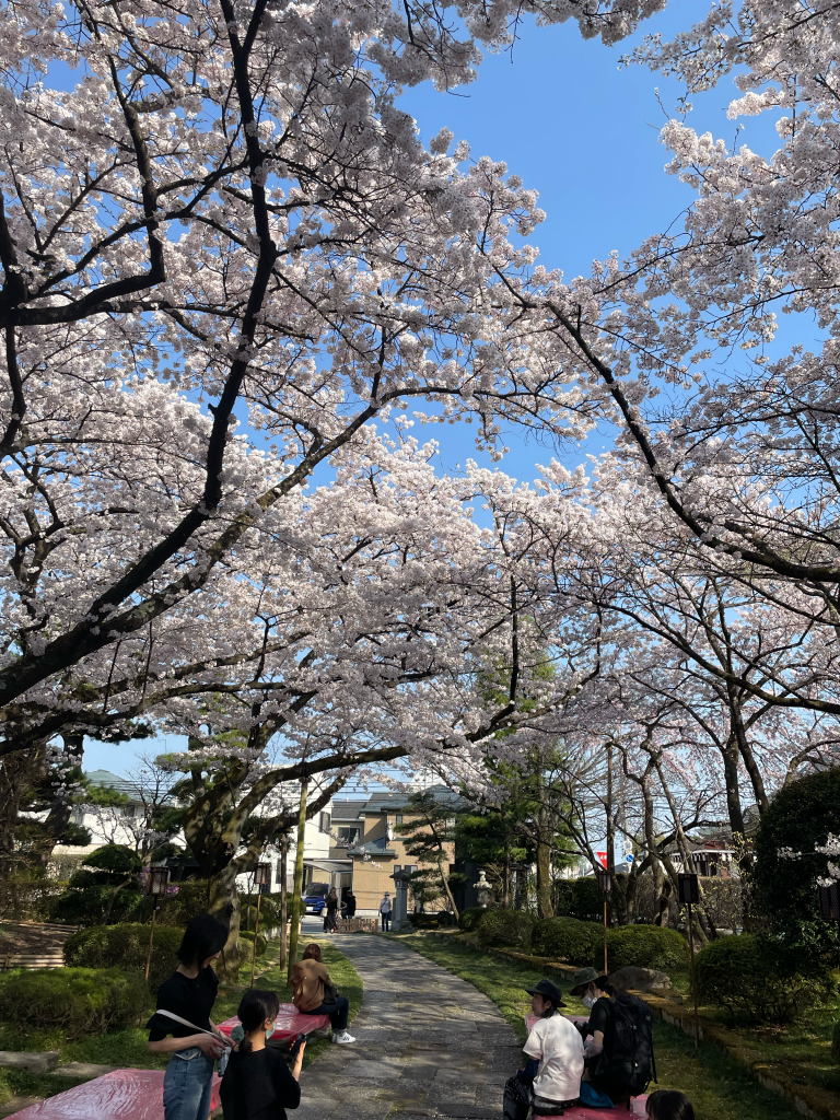 桜前線到来！！仙台市内〜桜の隠れた穴場スポット〜