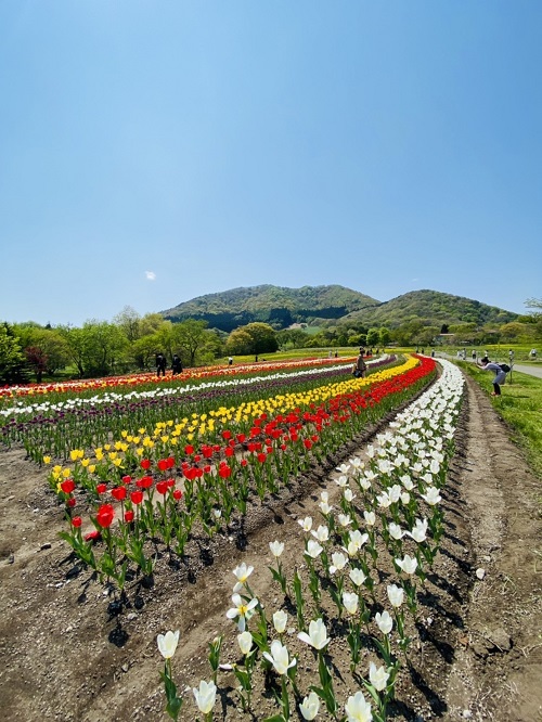 様々な花が咲き誇る5月！