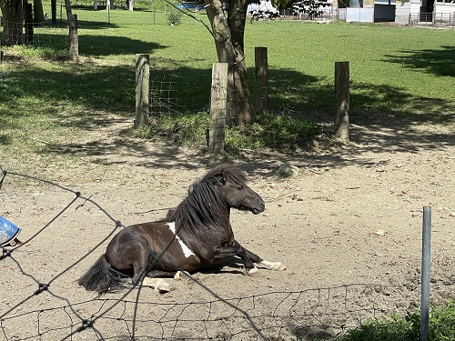 館ヶ森アーク牧場～癒しの動物編～