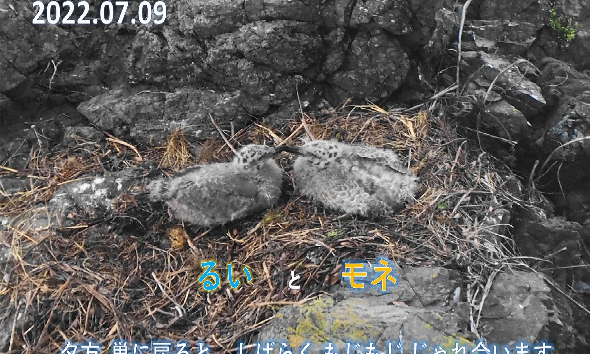 岩場 南三陸ホテル観洋