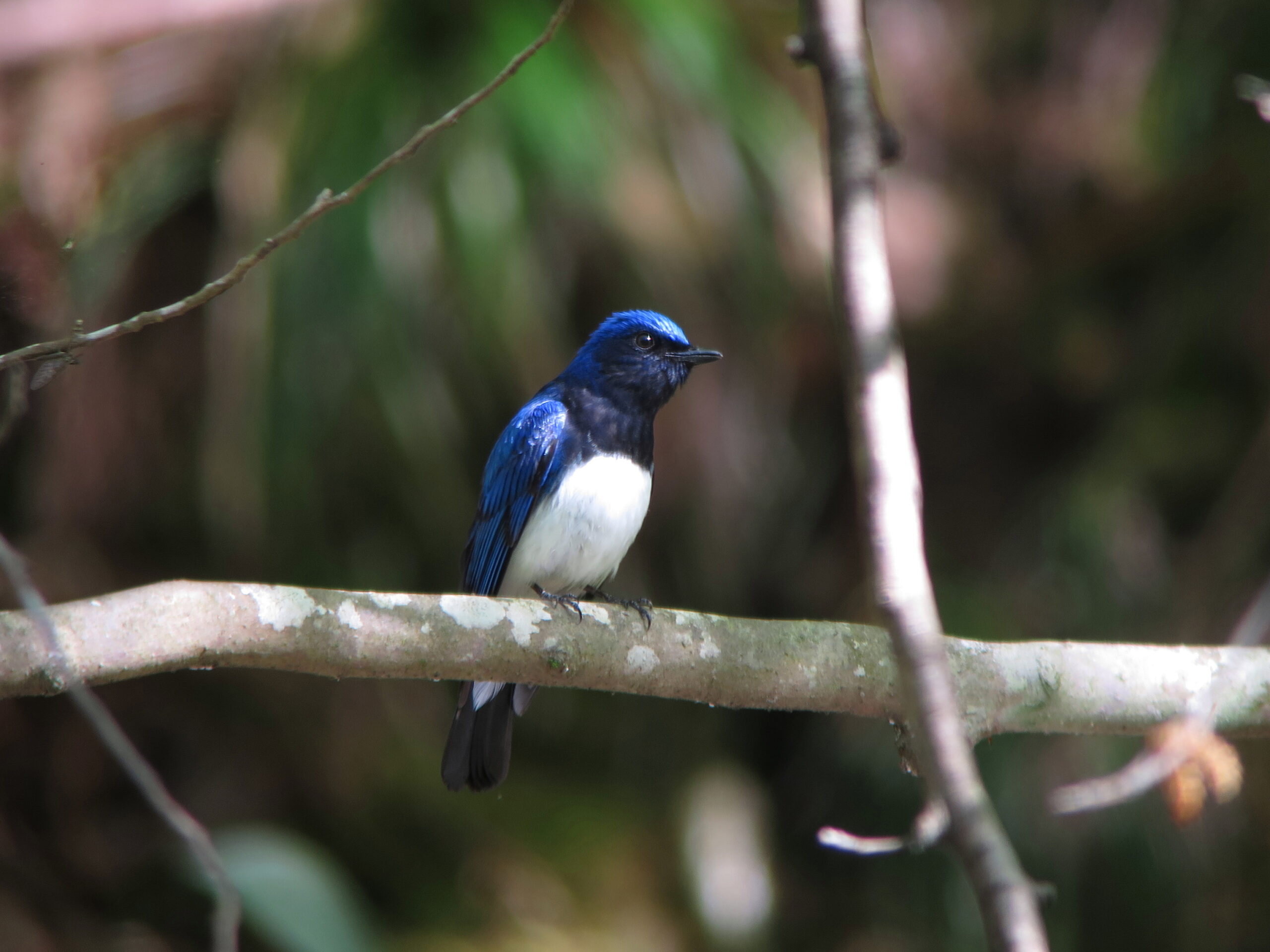 オオルリ 来たり♪ | 【公式】南三陸ホテル観洋
