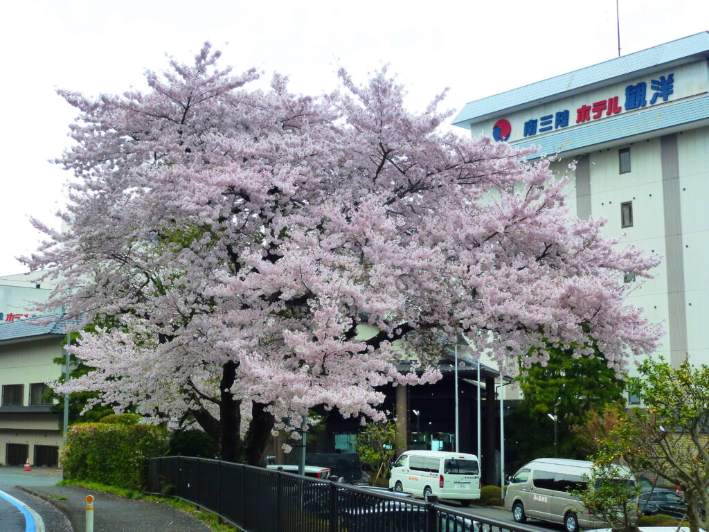 桜咲き・・・