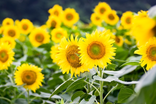 夏休みにオススメ！周辺観光スポット