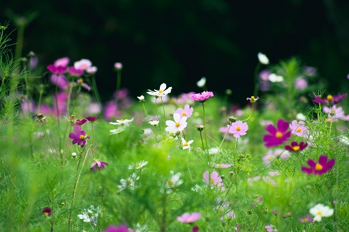 可愛くて綺麗な「秋の桜」が見頃です！