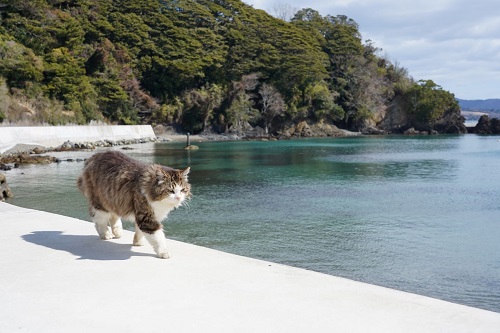 可愛らしい猫に癒される！猫島「田代島」