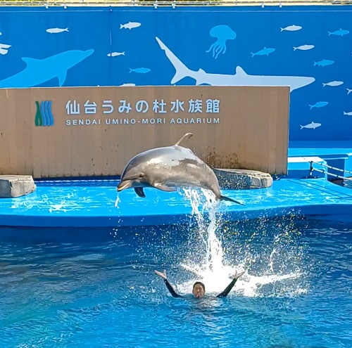 仙台うみの杜水族館での一日